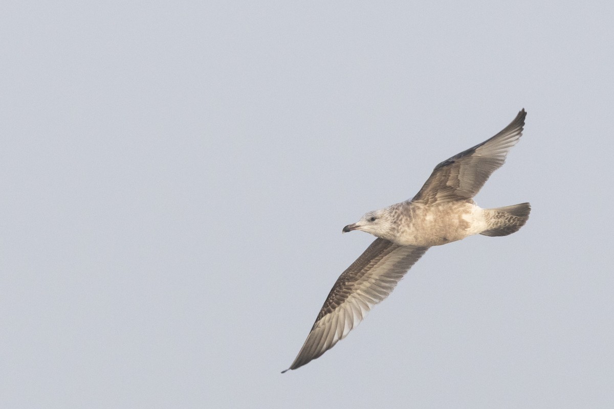American Herring Gull - ML645685287