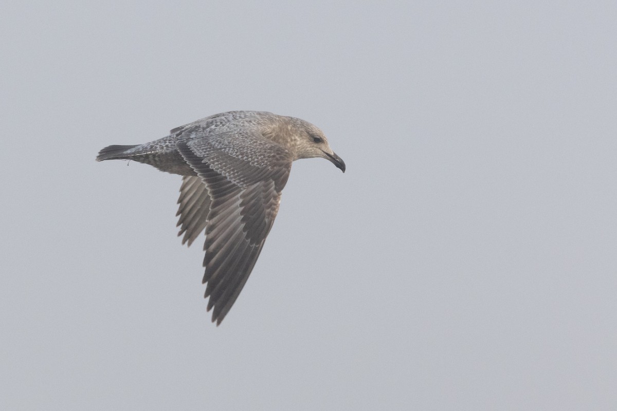 American Herring Gull - ML645685291