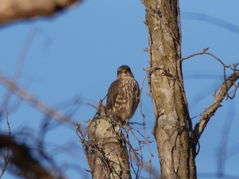 Merlin - ML645685299