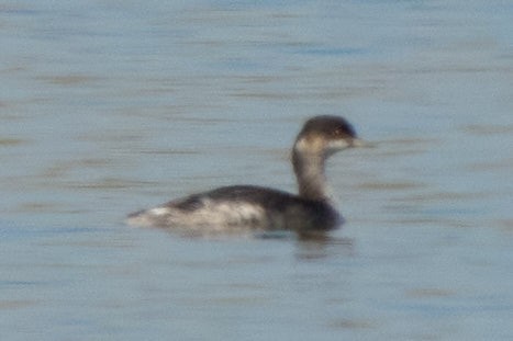 Schwarzhalstaucher - ML645685300