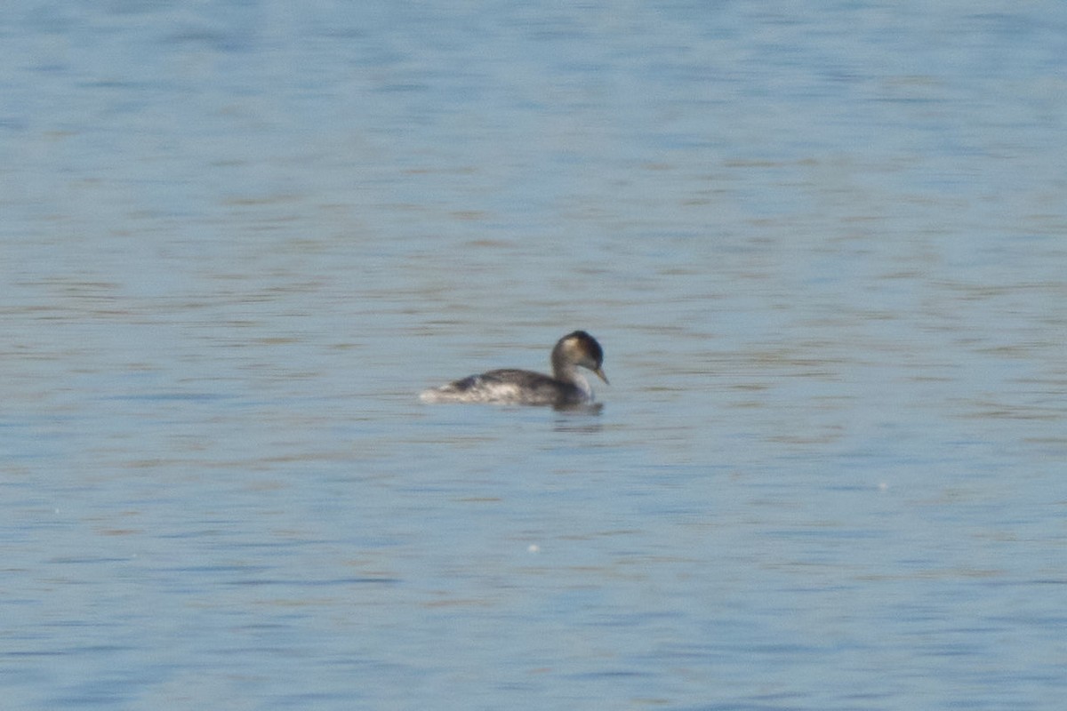 Schwarzhalstaucher - ML645685301