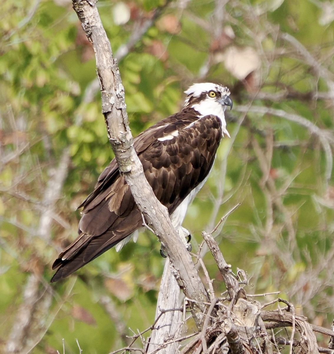 Osprey - ML645685315