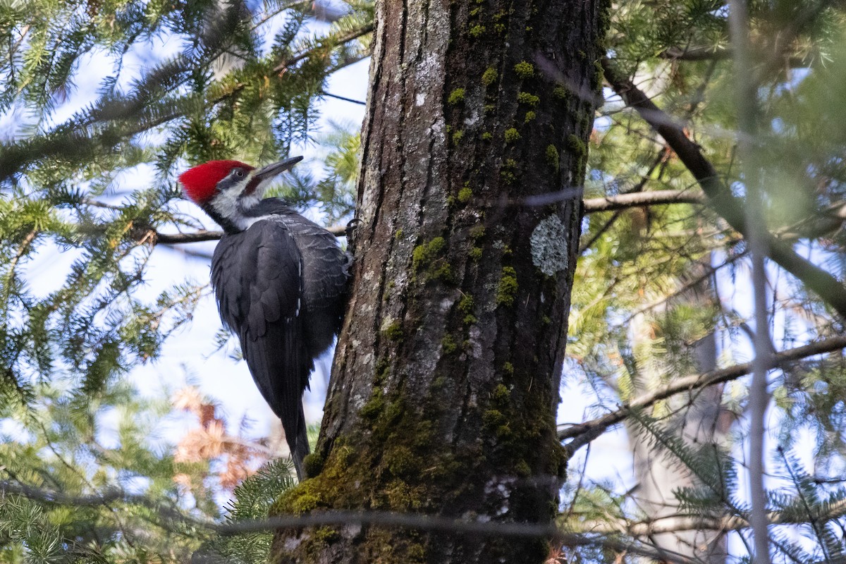 Pileated Woodpecker - ML645685318
