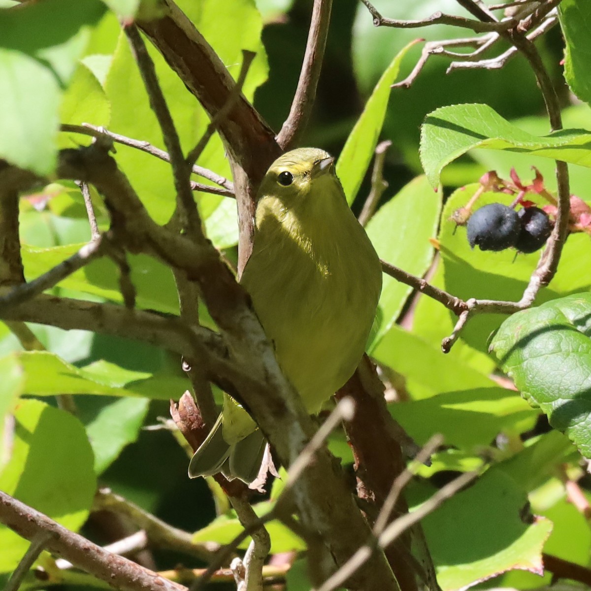 Northern Yellow Warbler - ML645685321