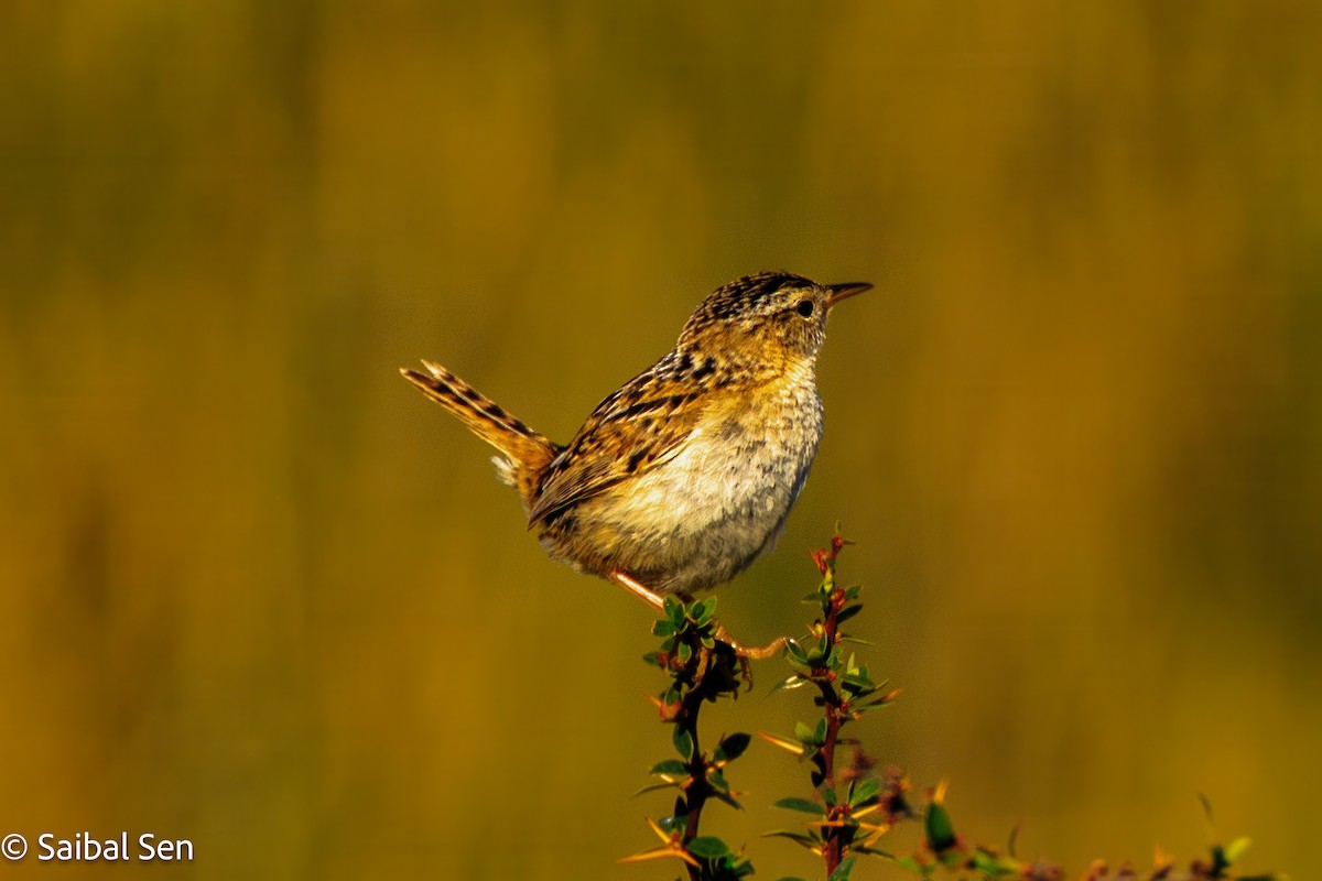 Травяной крапивник (hornensis/falklandicus) - ML645685324