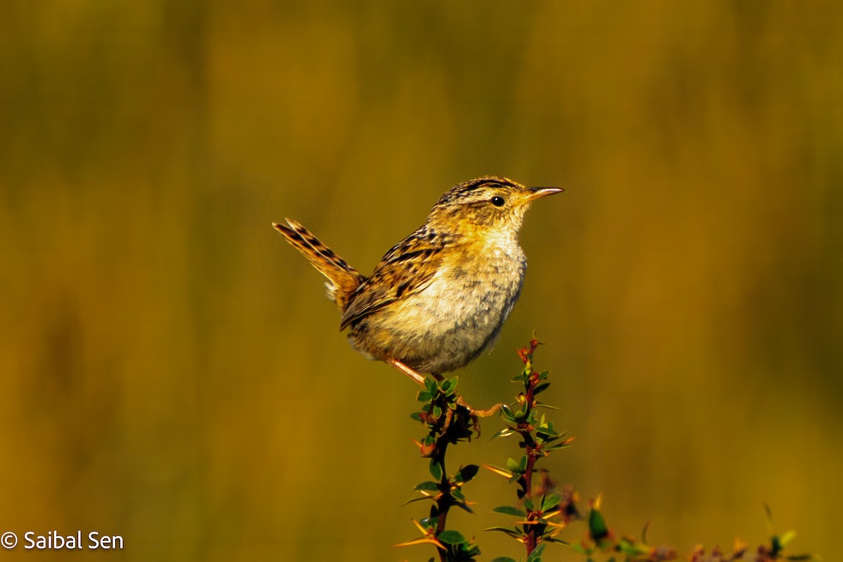 Травяной крапивник (hornensis/falklandicus) - ML645685325