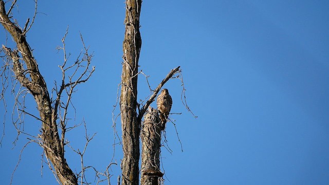 בז גמדי - ML645685326