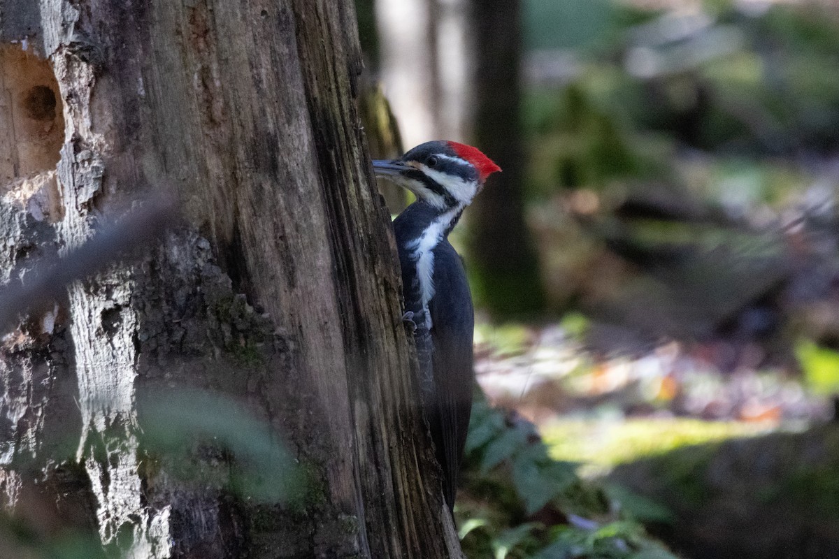 Pileated Woodpecker - ML645685330
