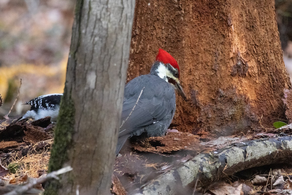 Pileated Woodpecker - ML645685333