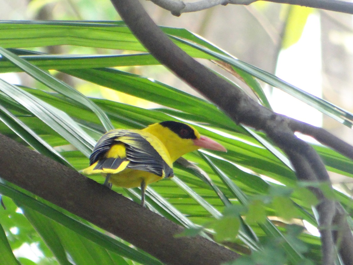 Black-naped Oriole - ML645685335