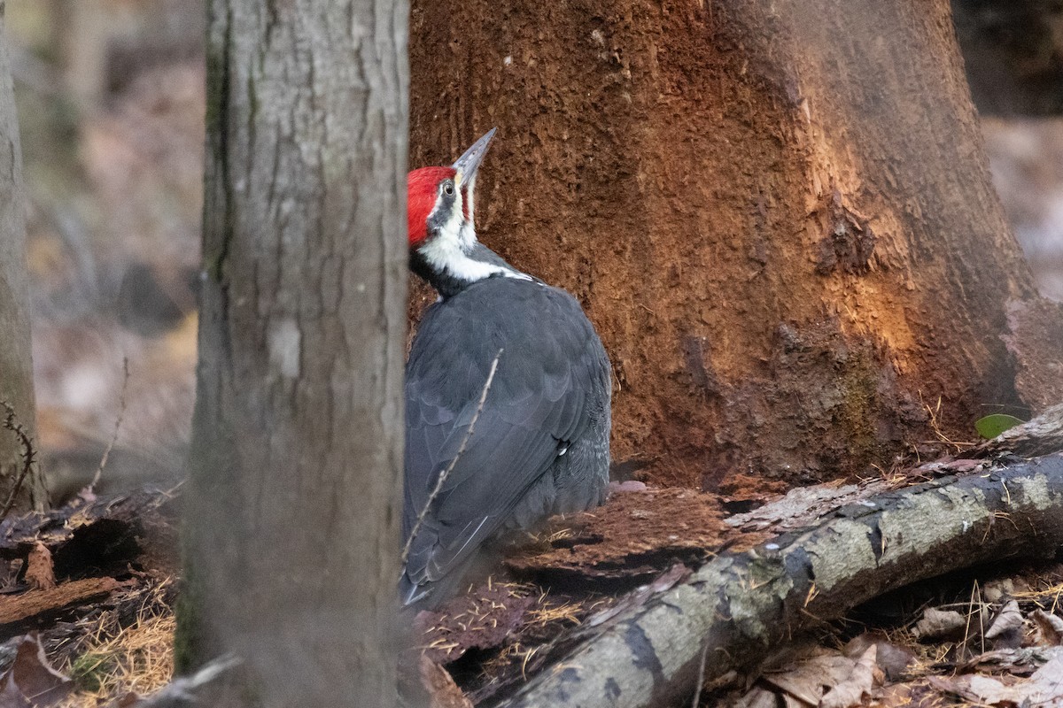 Pileated Woodpecker - ML645685337