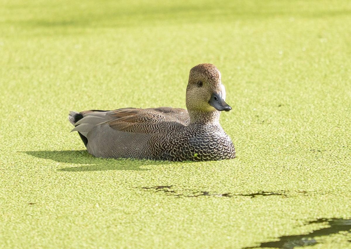 Gadwall - ML645685342