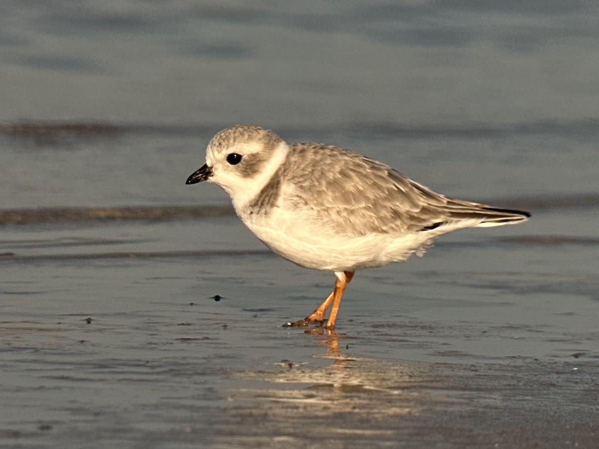 Flötenregenpfeifer - ML645685344