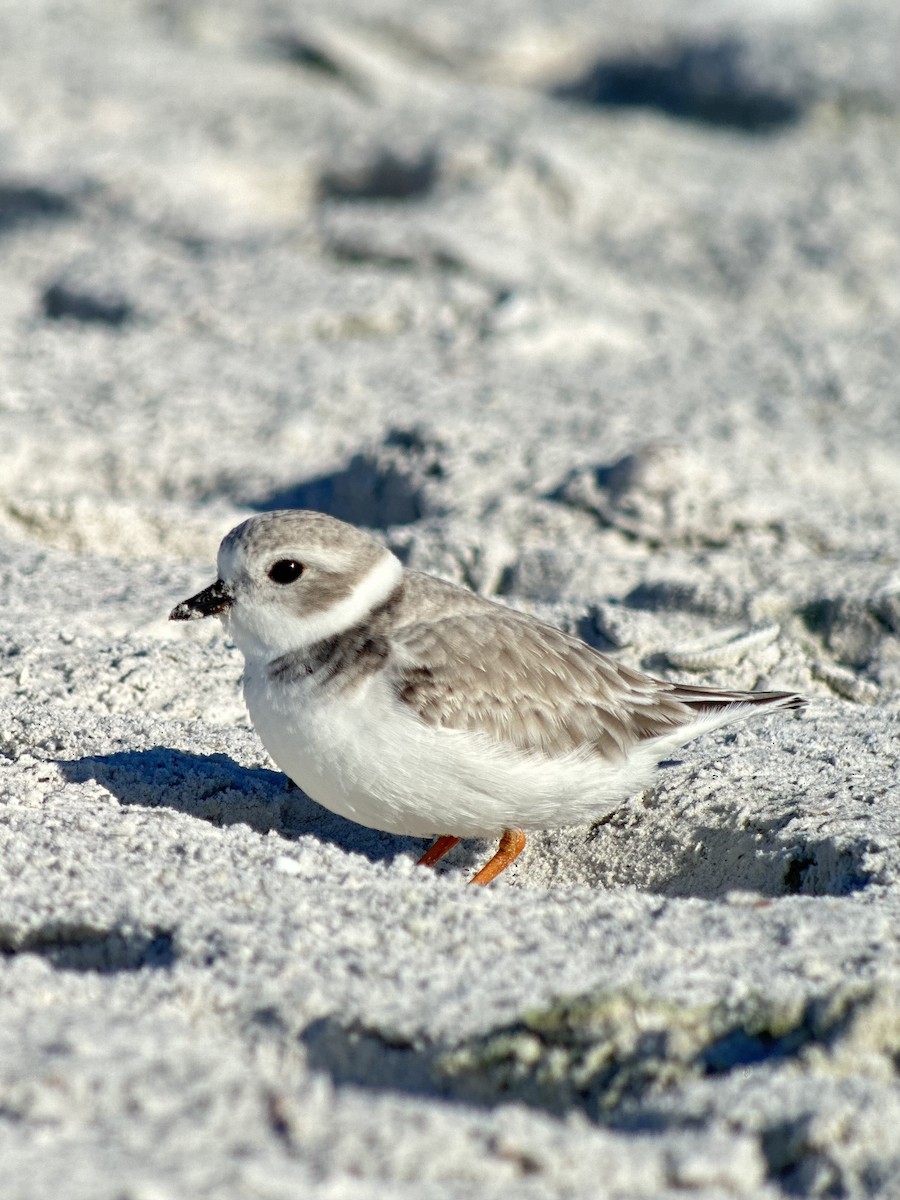 Flötenregenpfeifer - ML645685345