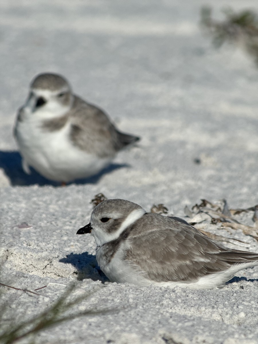 Flötenregenpfeifer - ML645685346