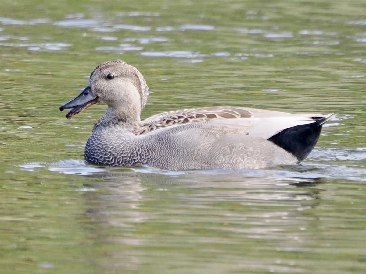 Gadwall - ML645685354