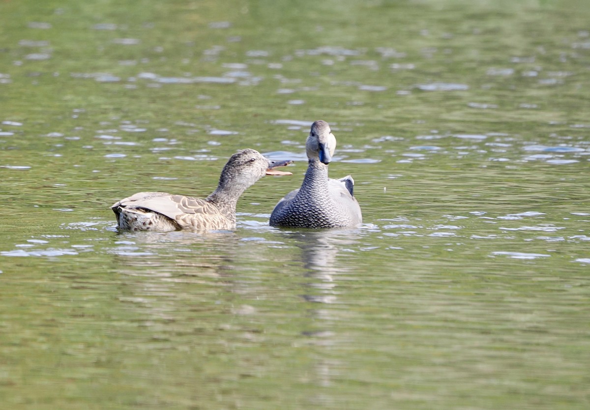 Gadwall - ML645685355