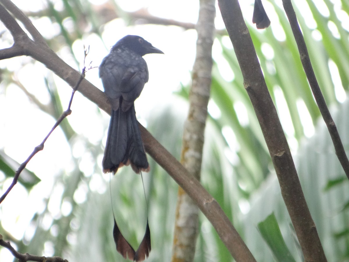 Greater Racket-tailed Drongo - ML645685376