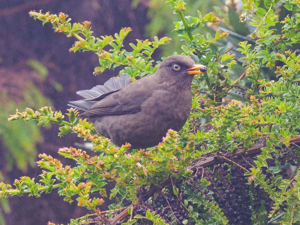 Merle fuligineux - ML645685383