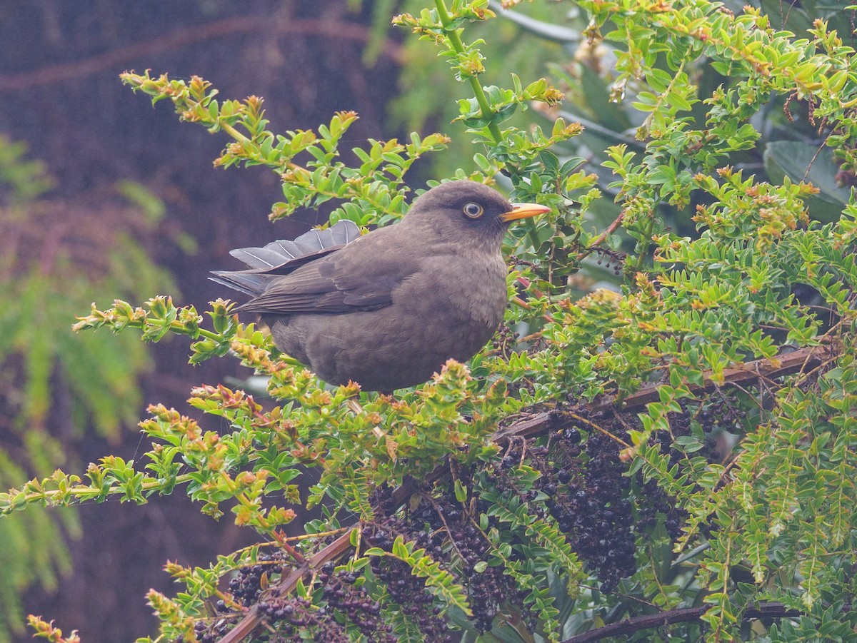 Merle fuligineux - ML645685384