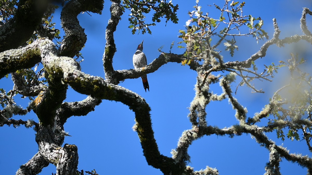 Altın Ağaçkakan [cafer grubu] - ML645685385