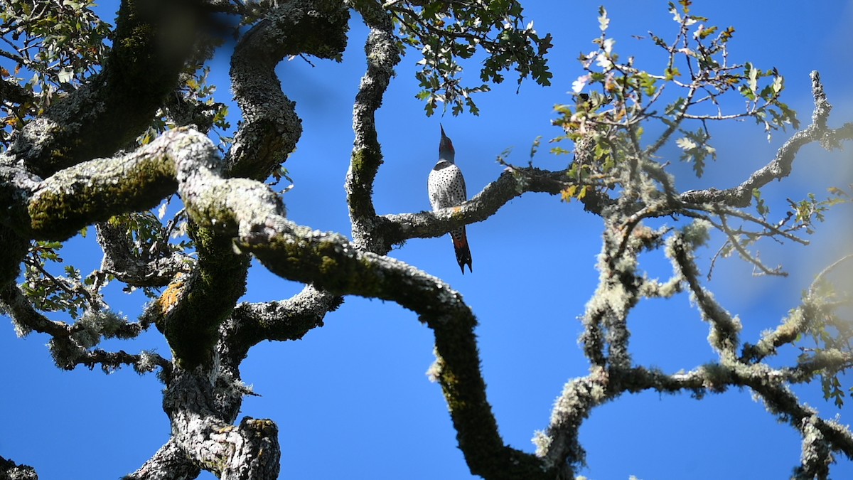 Altın Ağaçkakan [cafer grubu] - ML645685386