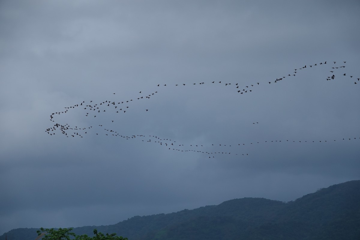 Great Cormorant - ML645685387