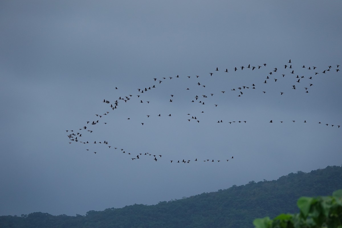Great Cormorant - ML645685388