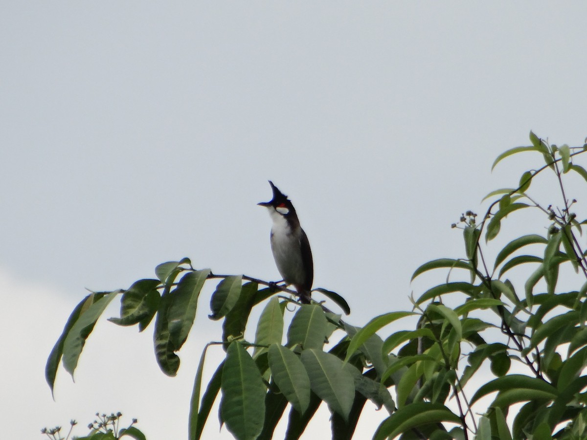 Red-whiskered Bulbul - ML645685395