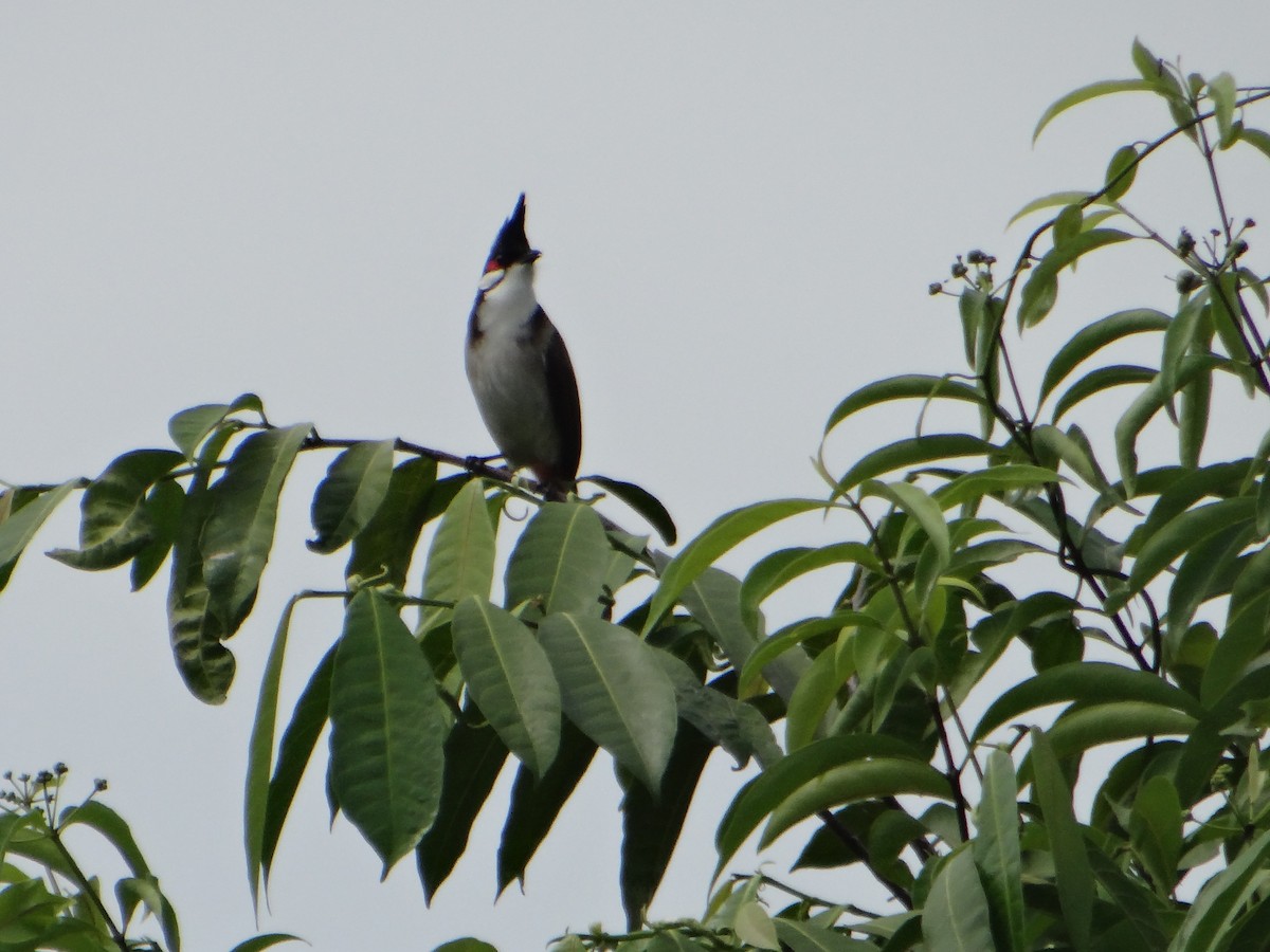 Red-whiskered Bulbul - ML645685396