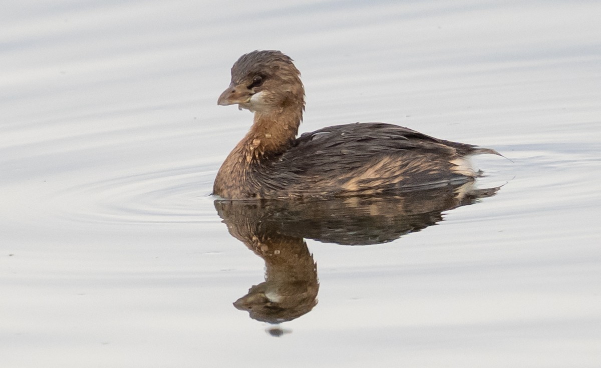 Pied-billed Grebe - ML645685399