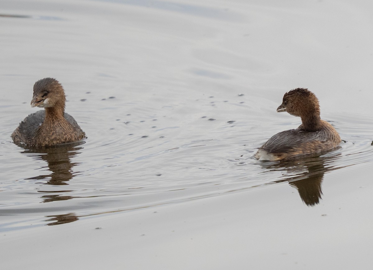 Pied-billed Grebe - ML645685400