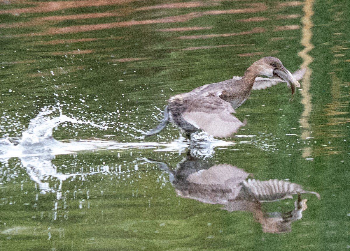 Pied-billed Grebe - ML645685401