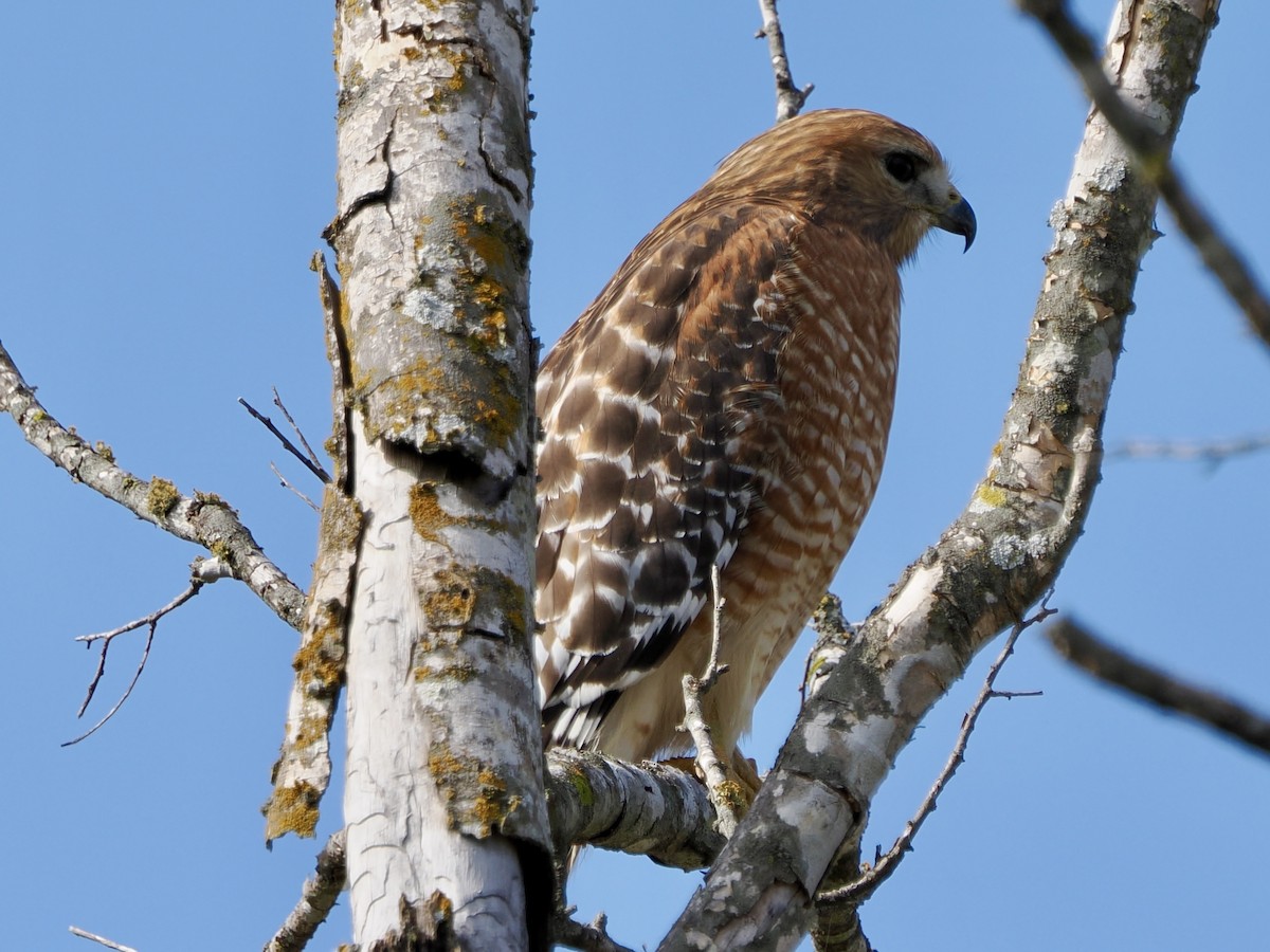 Red-shouldered Hawk - ML645685402