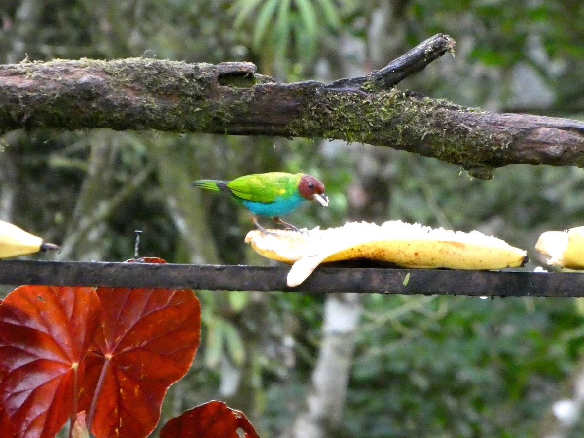 Tangara Cabecibaya (Pechiazul) - ML645685407