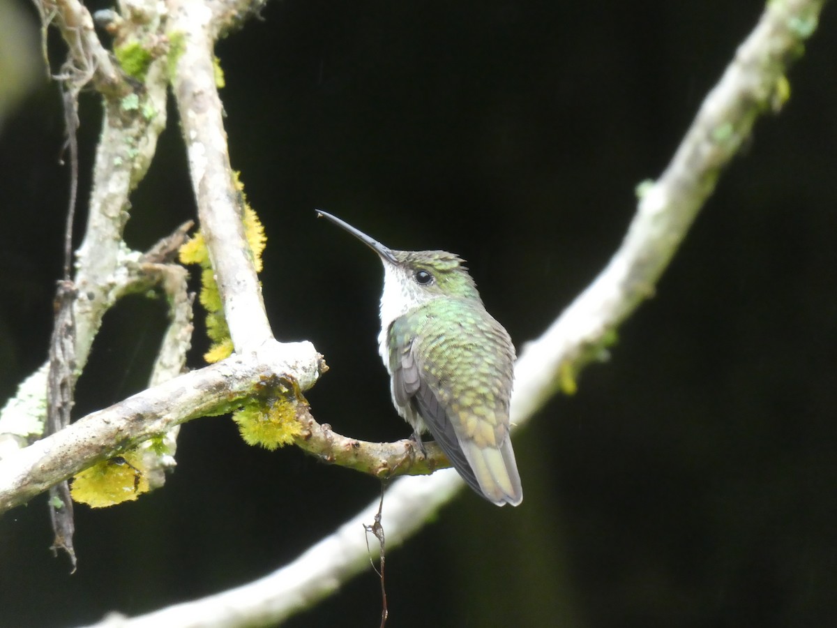Scaly-breasted Hummingbird - ML645685416