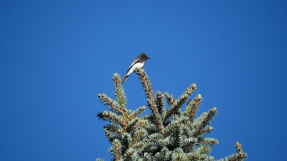 Black Phoebe (Northern) - ML645685421