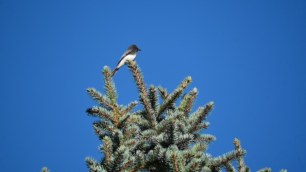 Black Phoebe (Northern) - ML645685422