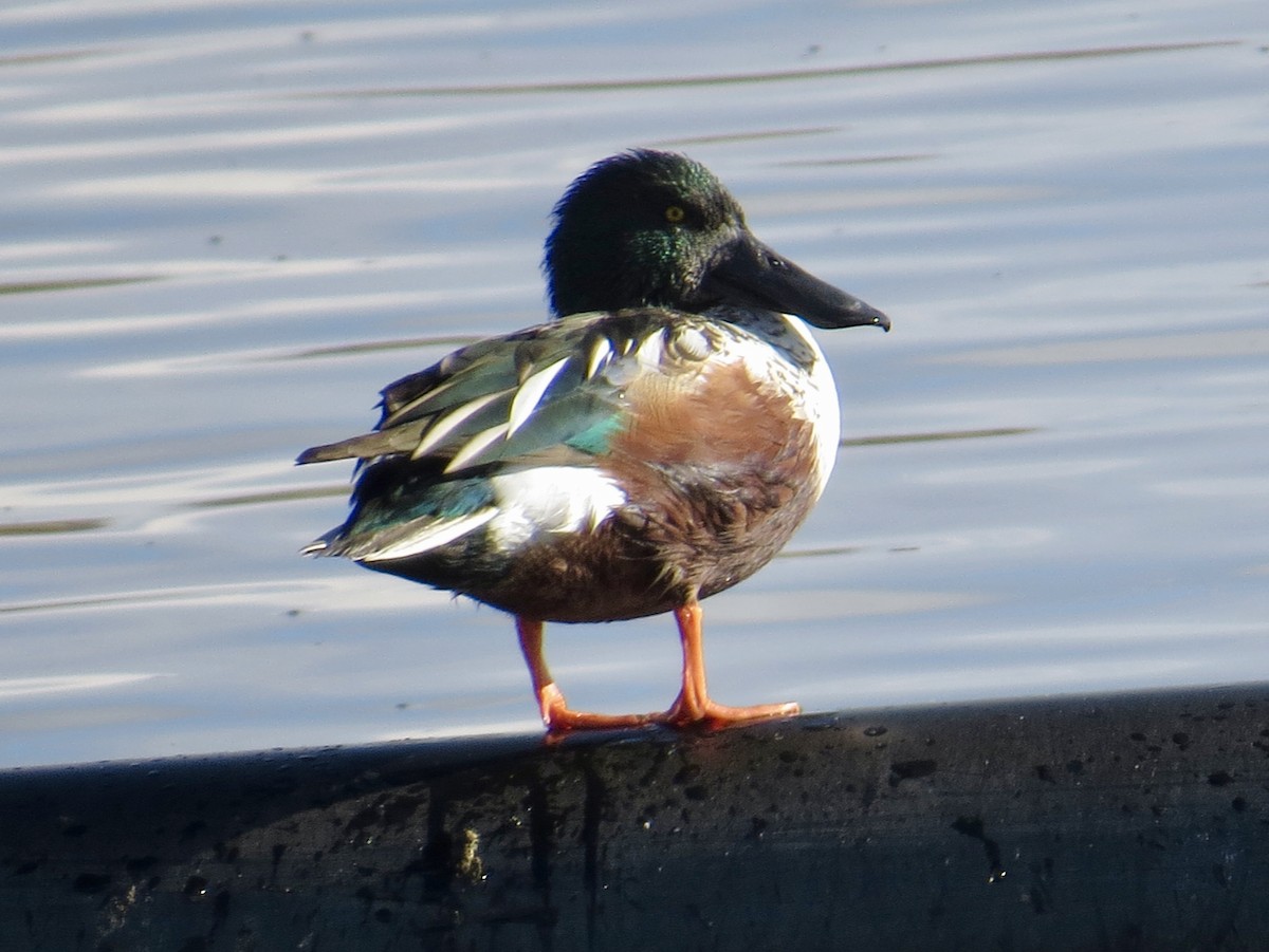 Northern Shoveler - ML645685425