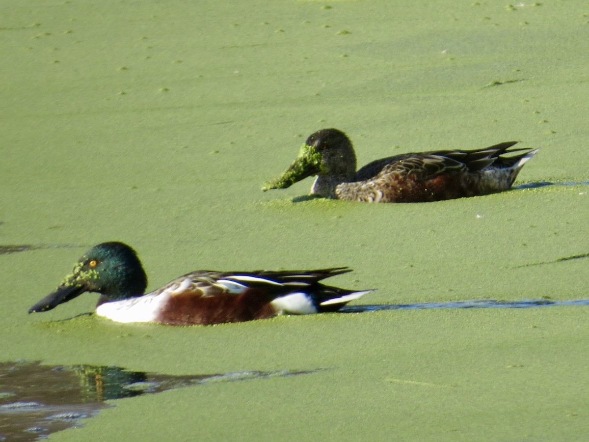 Northern Shoveler - ML645685426