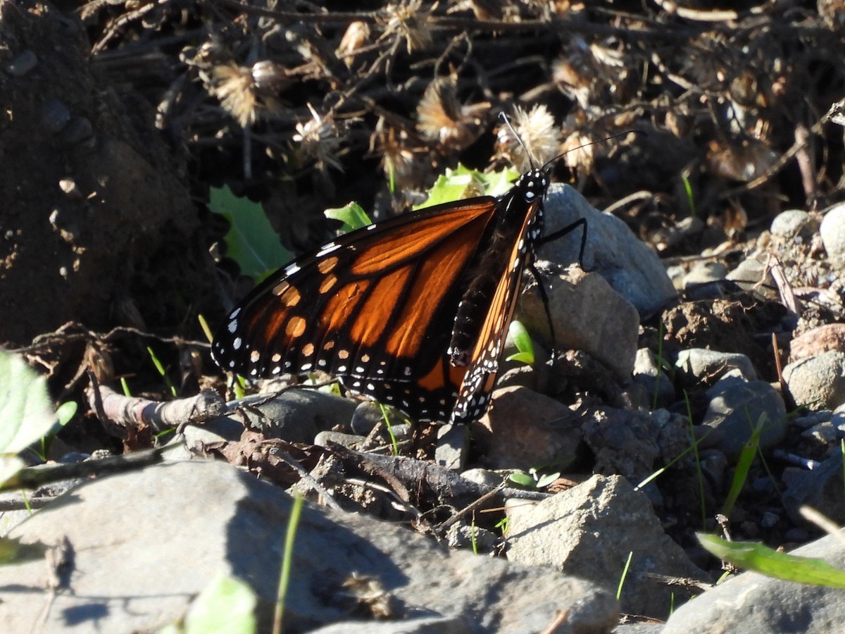 Monarch - ML645685427