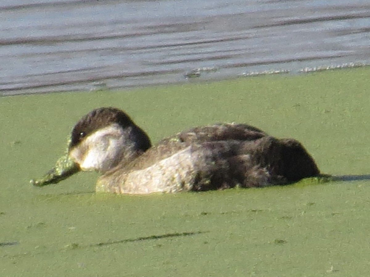 kobberand - ML645685437