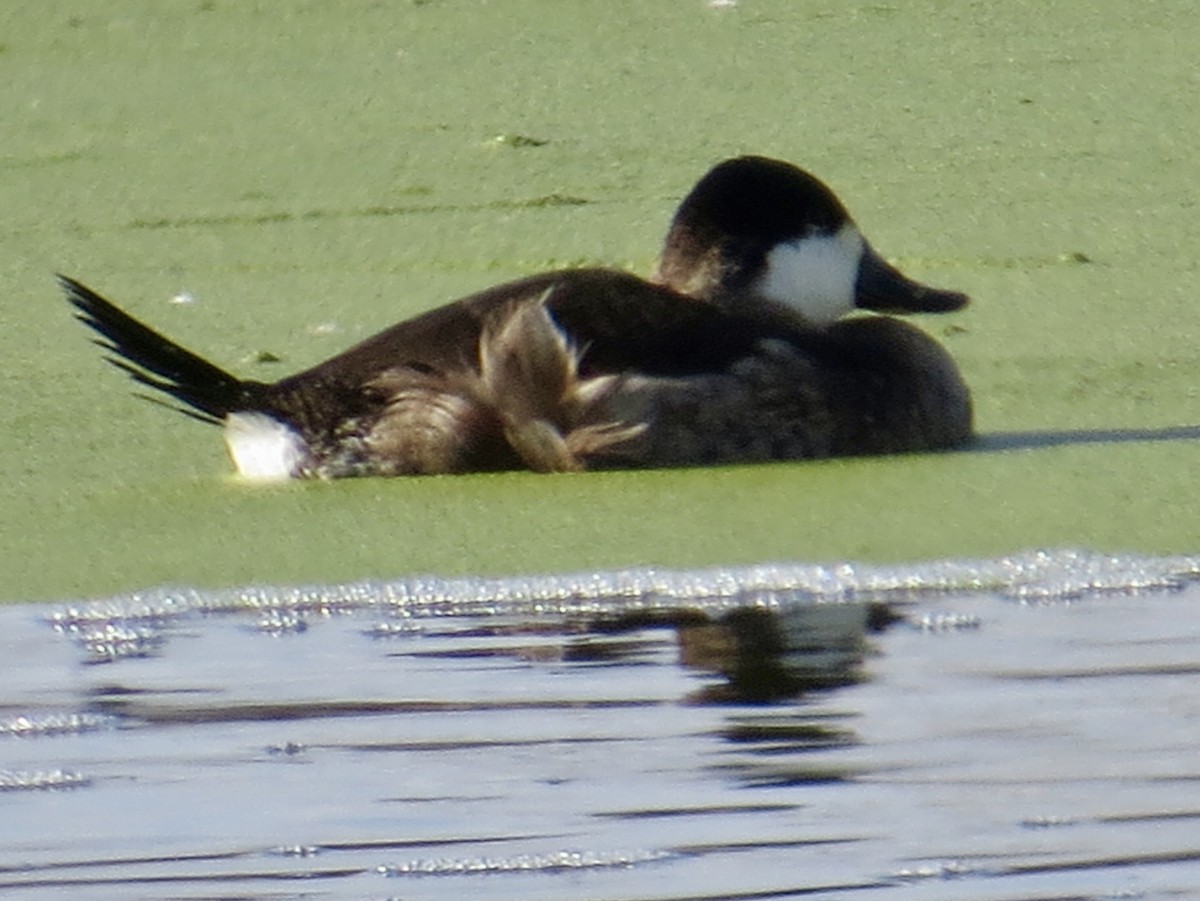 kobberand - ML645685438