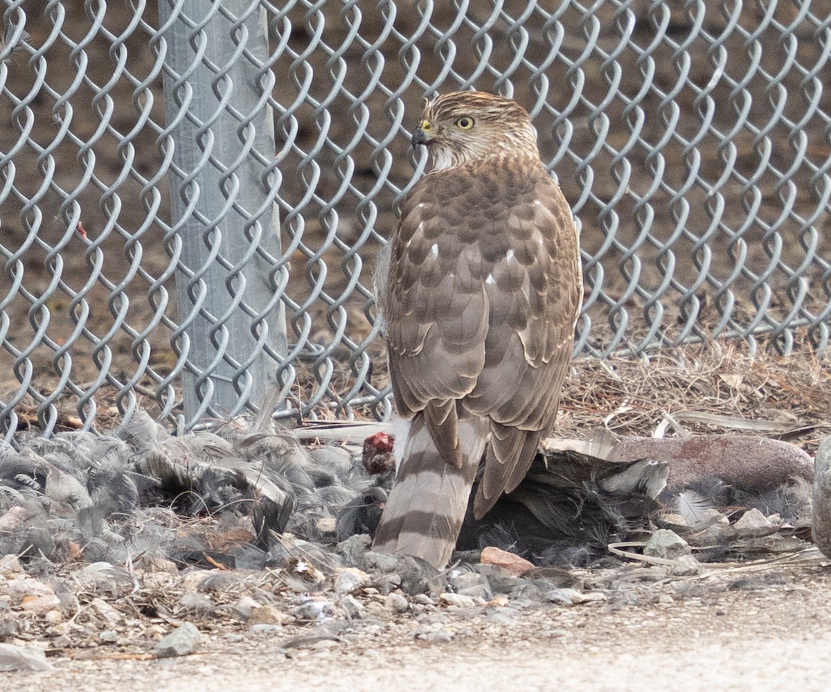 Cooper's Hawk - ML645685444