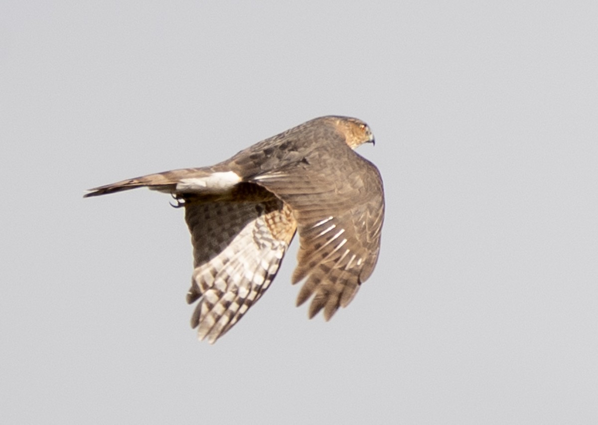 Cooper's Hawk - ML645685445