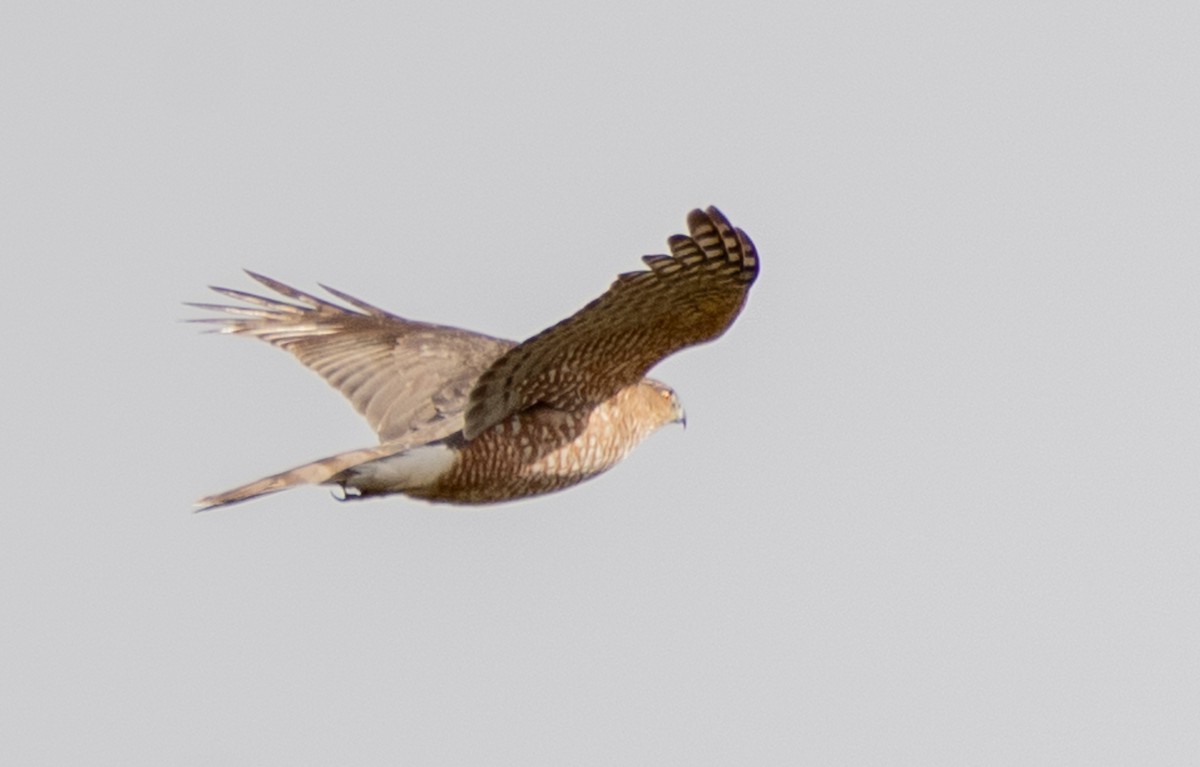 Cooper's Hawk - ML645685446