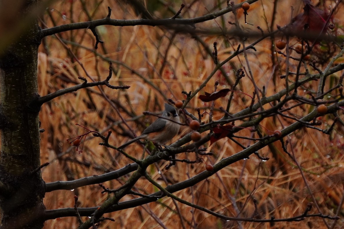 Tufted Titmouse - ML645685450