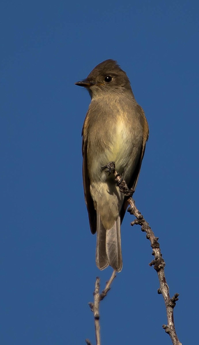 Western Wood-Pewee - ML645685456