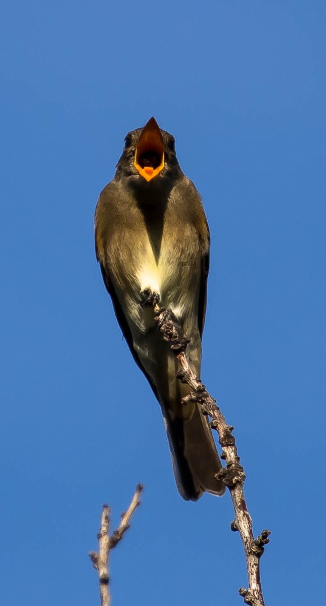 Western Wood-Pewee - ML645685457