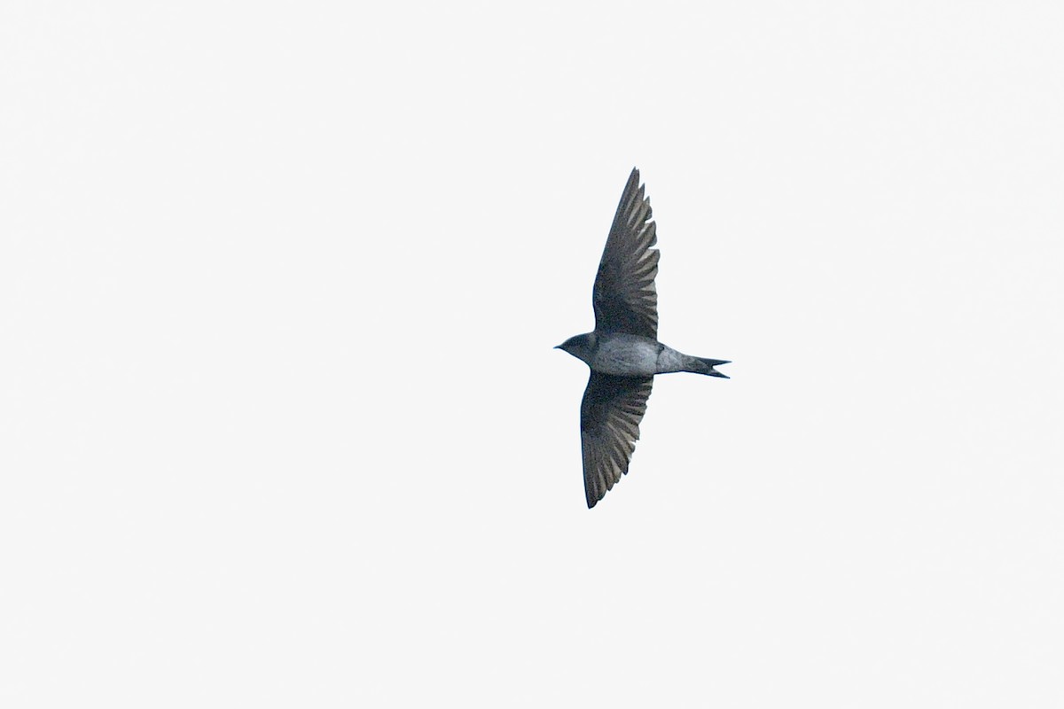 Purple Martin - ML645685458